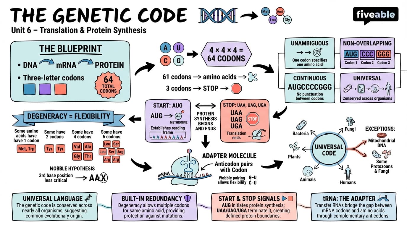 6.1 The genetic code and its properties - Molecular Biology - Unit 6 visual cheatsheet