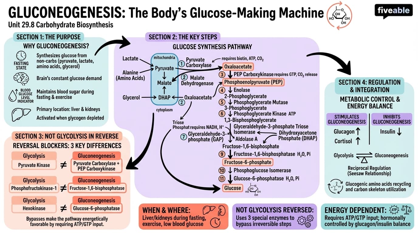 29.8 Carbohydrate Biosynthesis: Gluconeogenesis - Organic Chemistry - Unit 29 visual cheatsheet