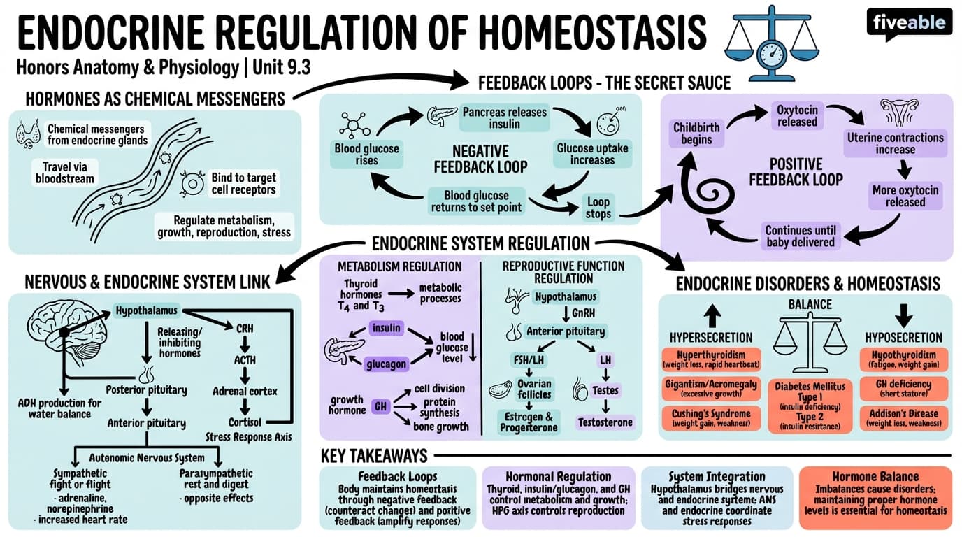 9.3 Endocrine Regulation of Homeostasis - Honors Anatomy and Physiology - Unit 9 visual cheatsheet