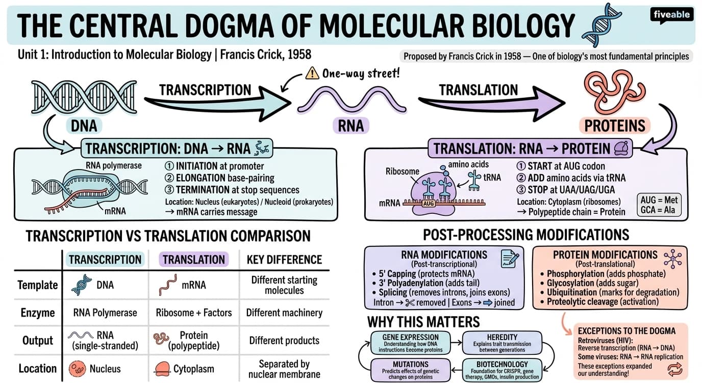 1.2 The central dogma of molecular biology - Molecular Biology - Unit 1 visual cheatsheet