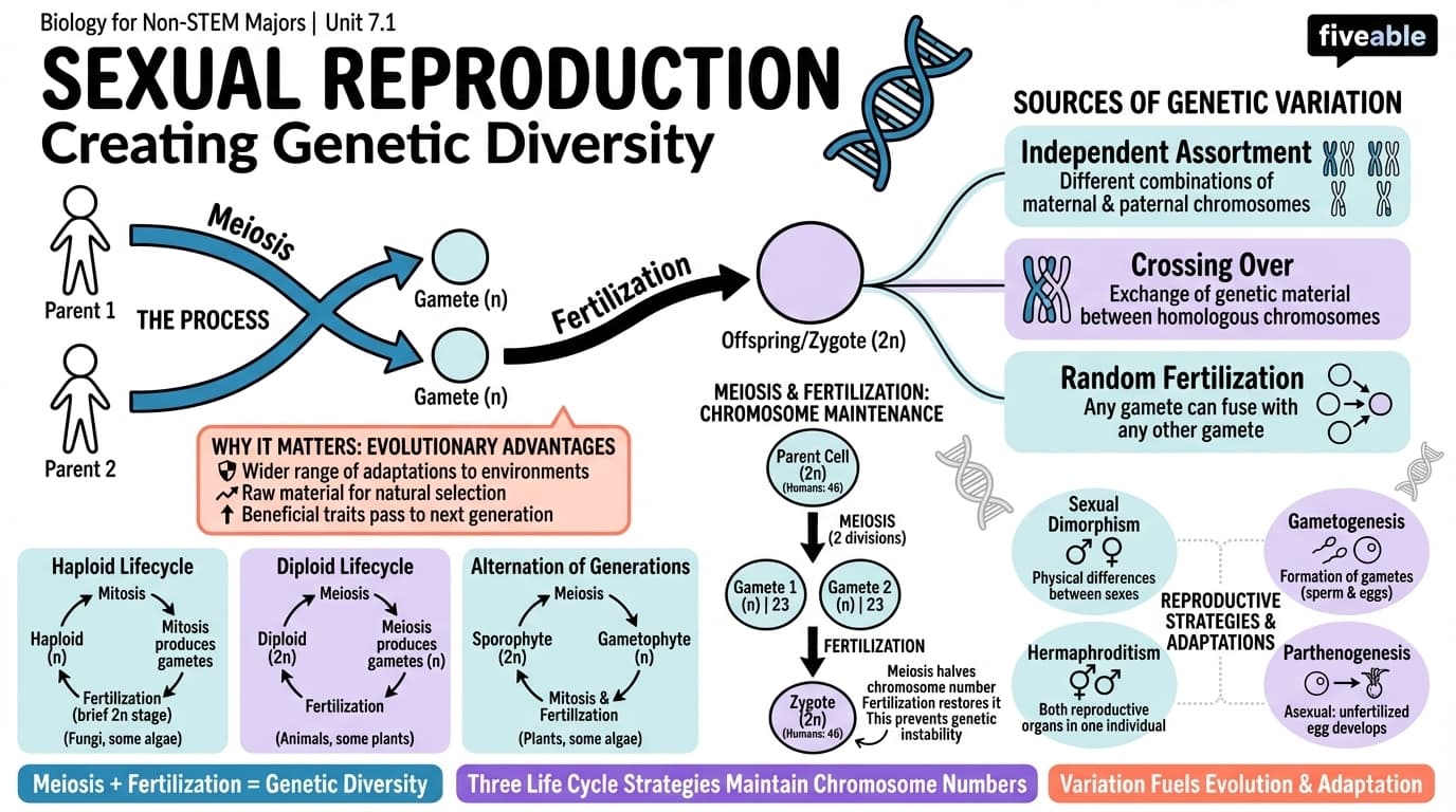 7.1 Sexual Reproduction - Biology for Non-STEM Majors - Unit 7 visual cheatsheet
