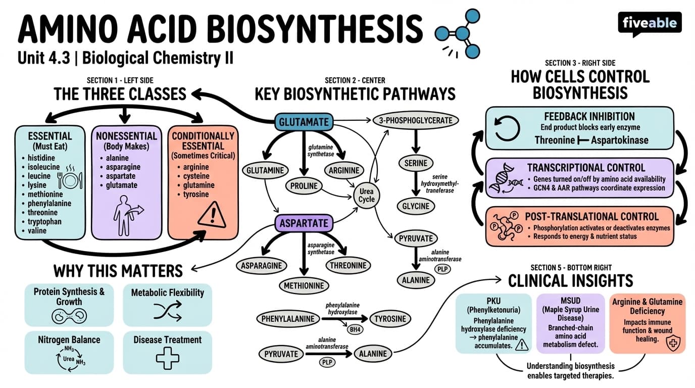 4.3 Amino acid biosynthesis - Biological Chemistry II - Unit 4 visual cheatsheet