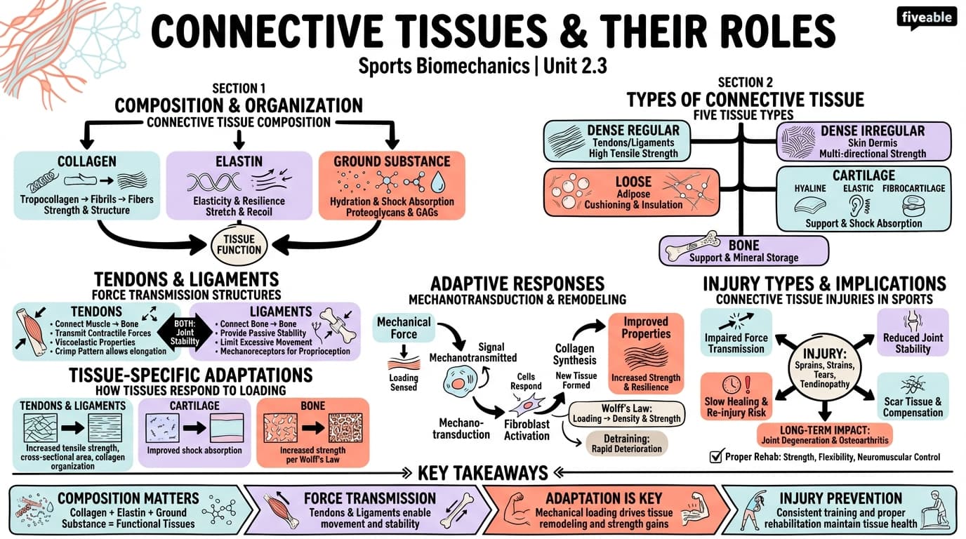 2.3 Connective tissues and their roles - Sports Biomechanics - Unit 2 visual cheatsheet