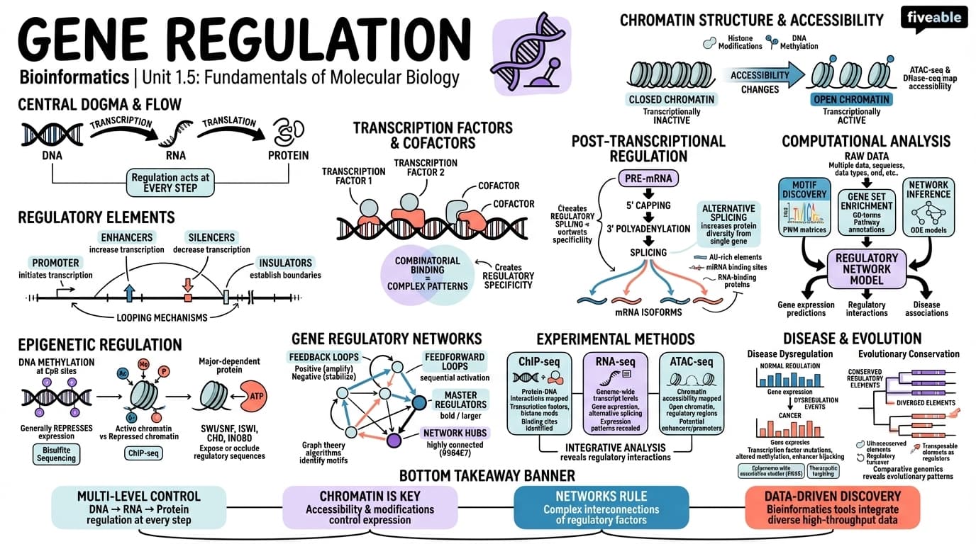 1.5 Gene regulation - Bioinformatics - Unit 1 visual cheatsheet