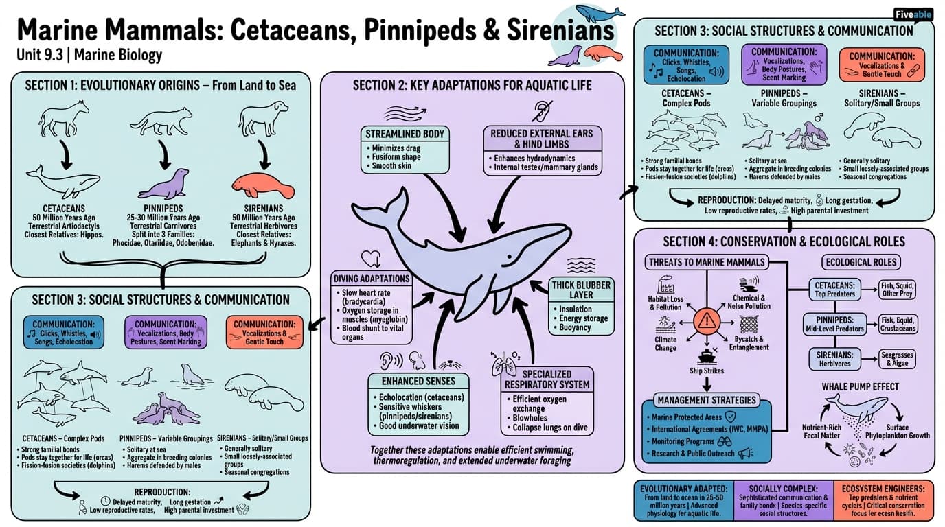 9.3 Marine mammals: cetaceans, pinnipeds, and sirenians - Marine Biology - Unit 9 visual cheatsheet