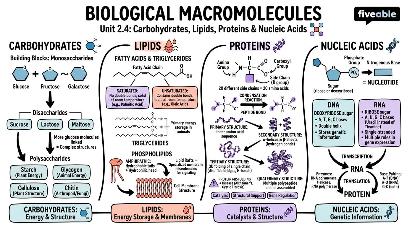 2.4 Biological macromolecules: carbohydrates, lipids, proteins, and nucleic acids - Molecular Biology - Unit 2 visual cheatsheet