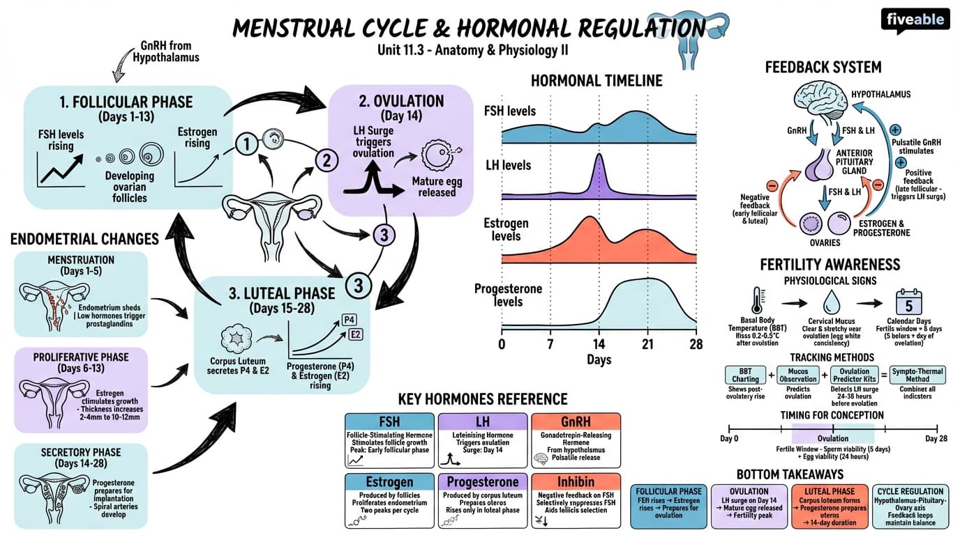 11.3 Menstrual Cycle and Hormonal Regulation - Anatomy and Physiology II - Unit 11 visual cheatsheet