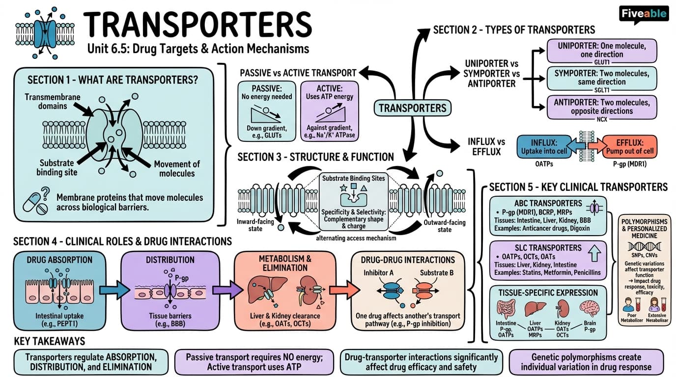 6.5 Transporters - Medicinal Chemistry - Unit 6 visual cheatsheet