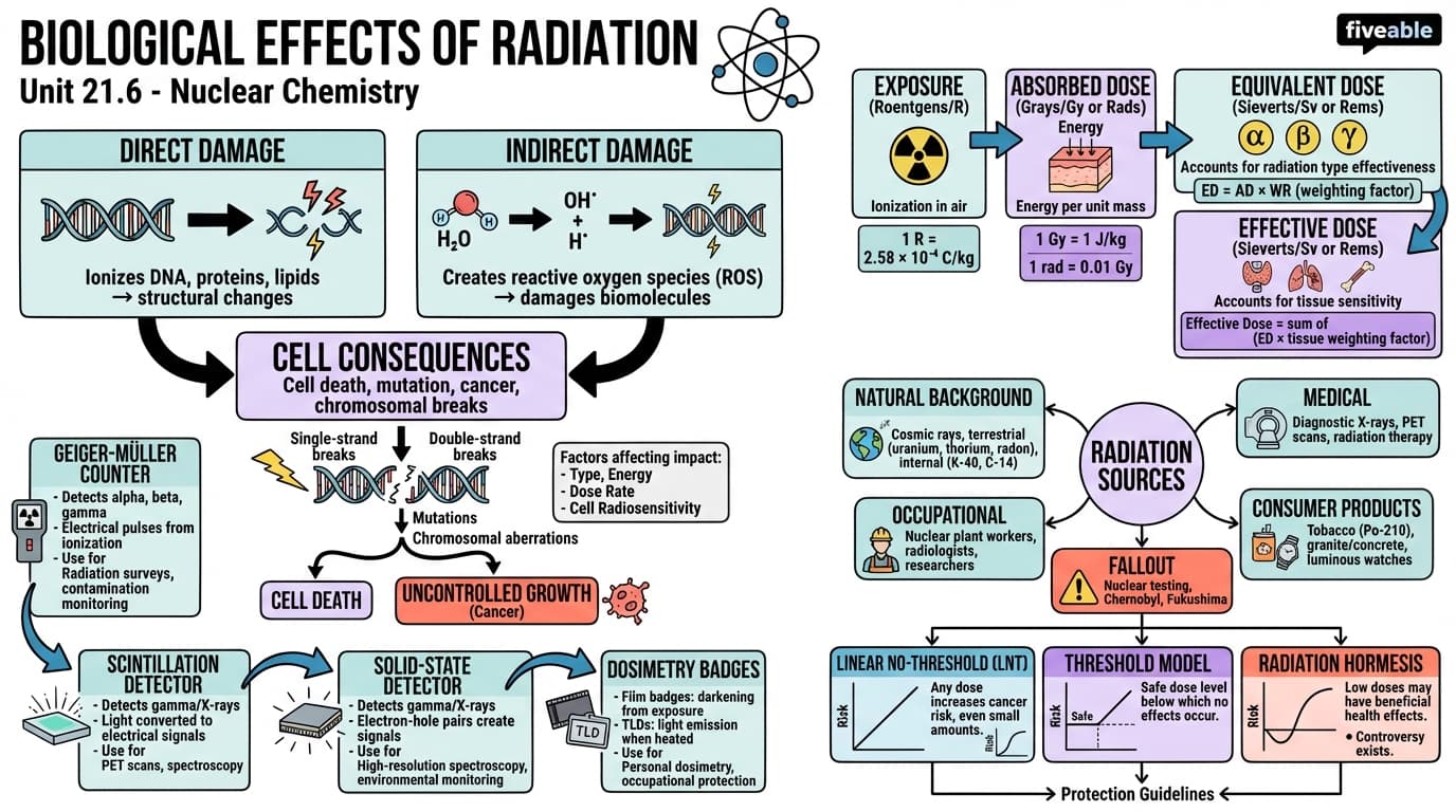 21.6 Biological Effects of Radiation - Intro to Chemistry - Unit 21 visual cheatsheet