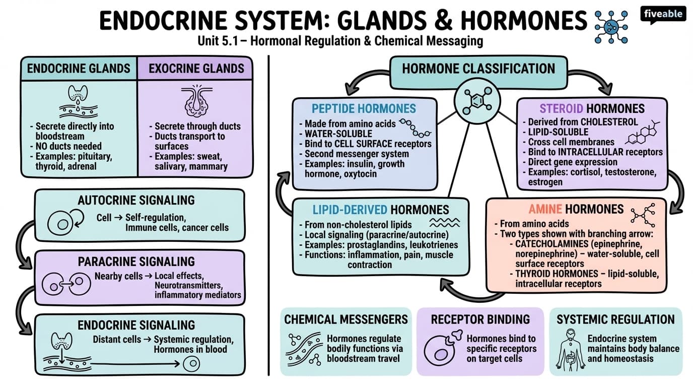 5.1 Endocrine glands and hormone classification - Animal Physiology - Unit 5 visual cheatsheet