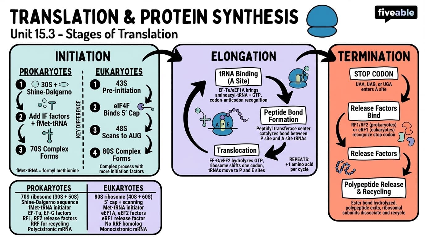 15.3 Stages of translation: initiation, elongation, and termination - Cell Biology - Unit 15 visual cheatsheet