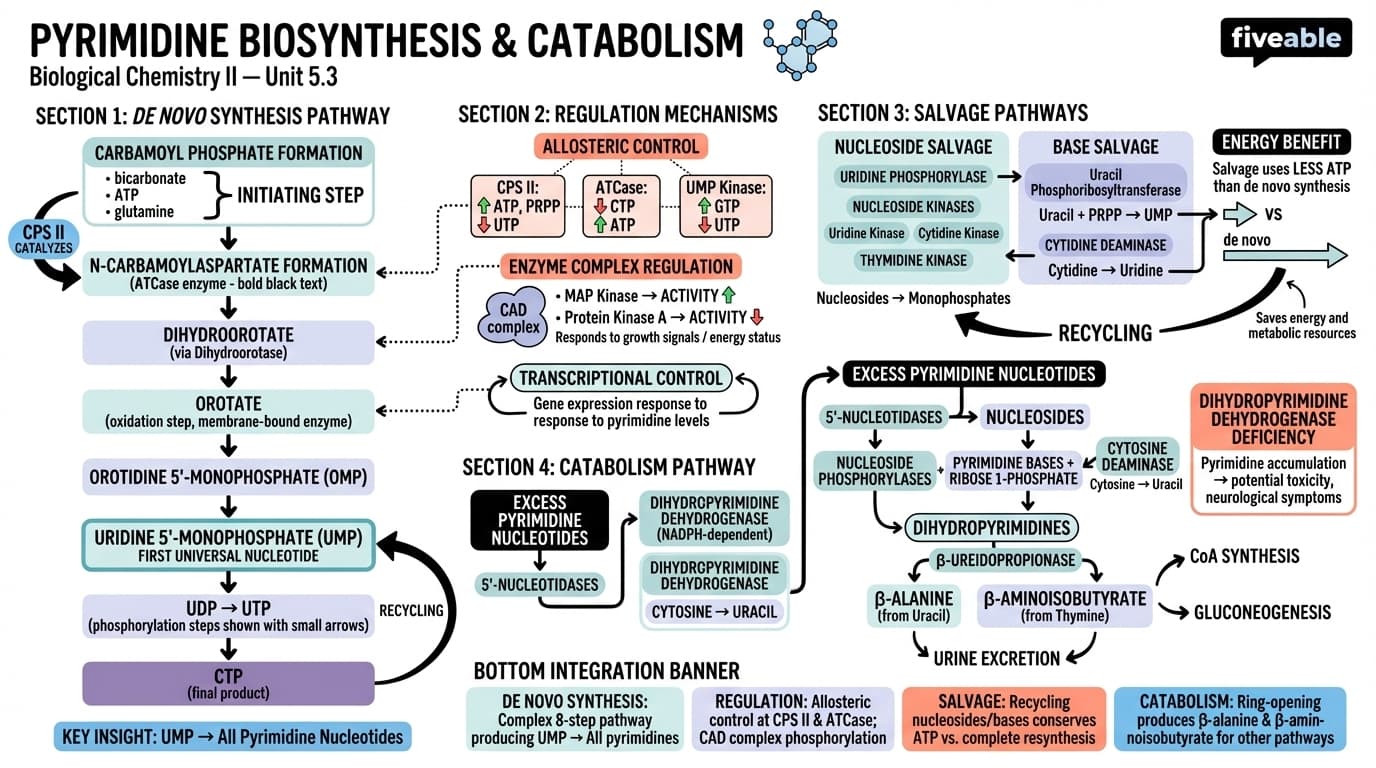 5.3 Pyrimidine biosynthesis and catabolism - Biological Chemistry II - Unit 5 visual cheatsheet