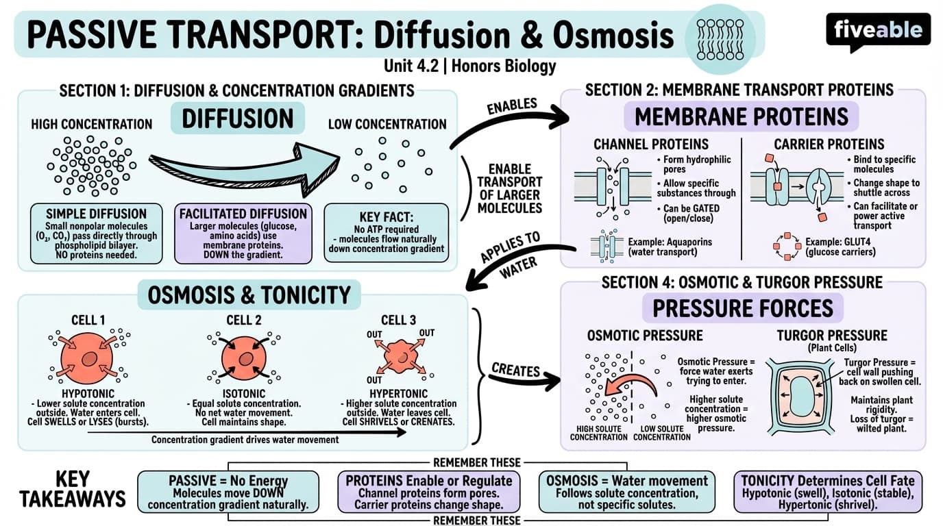 4.2 Passive Transport: Diffusion and Osmosis - Honors Biology - Unit 4 visual cheatsheet