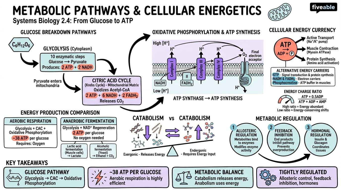 2.4 Metabolic pathways and cellular energetics - Systems Biology - Unit 2 visual cheatsheet