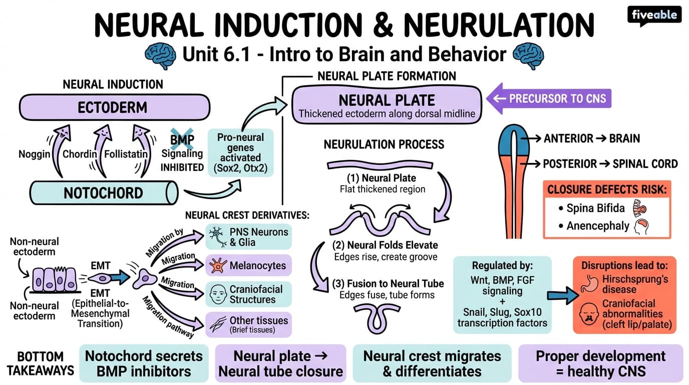 6.1 Neural induction and neurulation - Intro to Brain and Behavior - Unit 6 visual cheatsheet