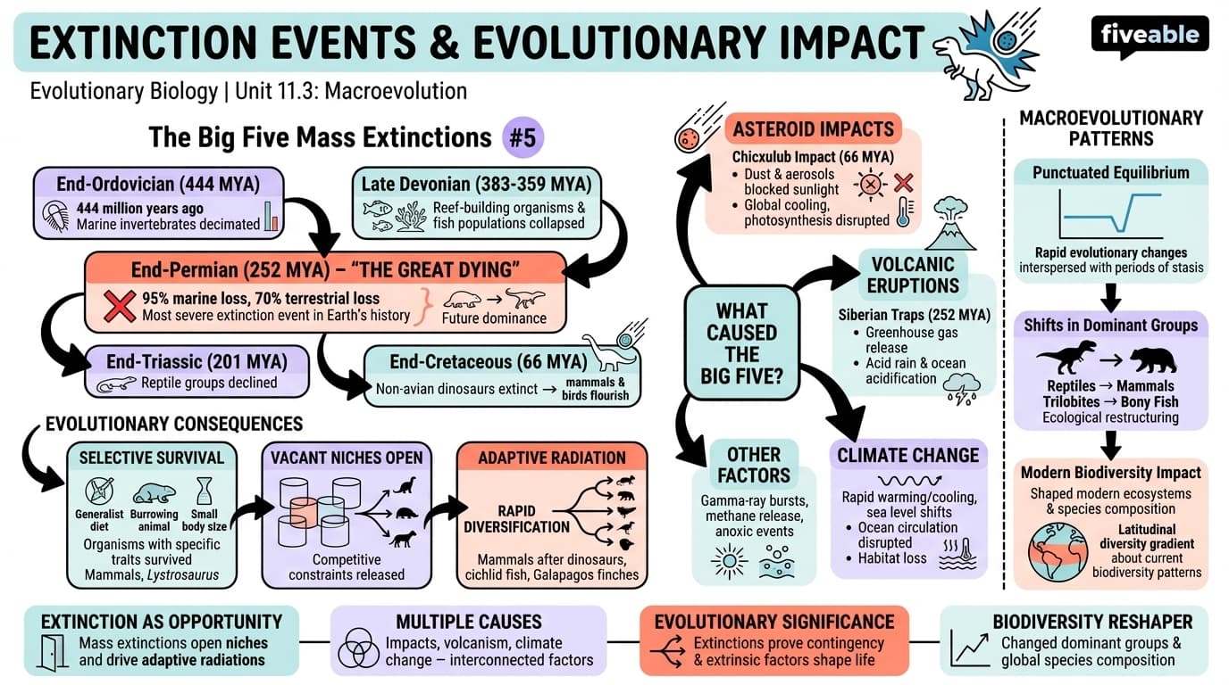 11.3 Extinction events and their evolutionary impact - Evolutionary Biology - Unit 11 visual cheatsheet