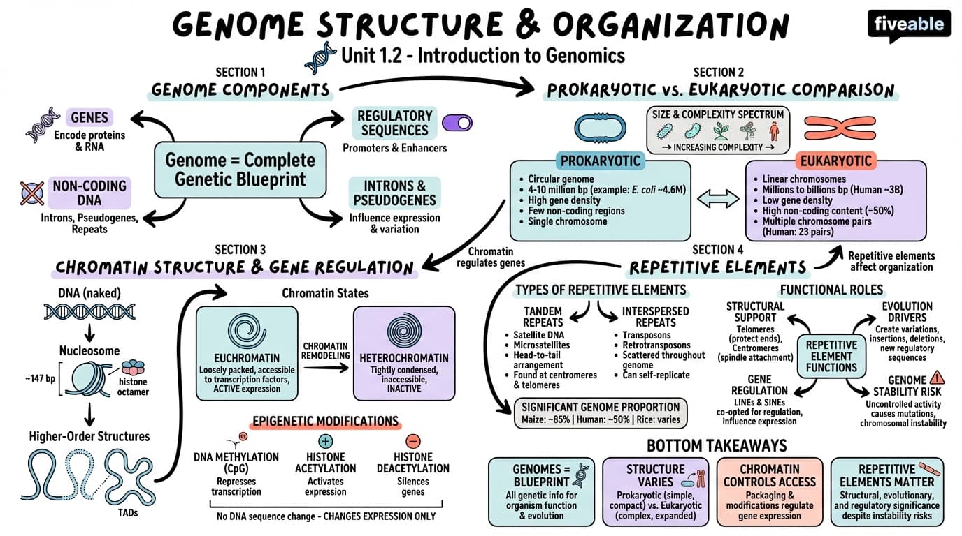 1.2 Genome structure and organization - Genomics - Unit 1 visual cheatsheet