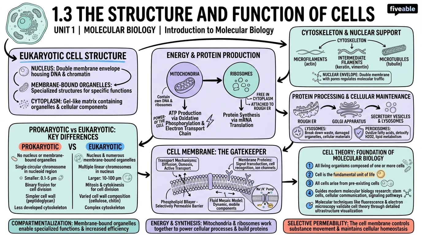 1.3 The structure and function of cells - Molecular Biology - Unit 1 visual cheatsheet