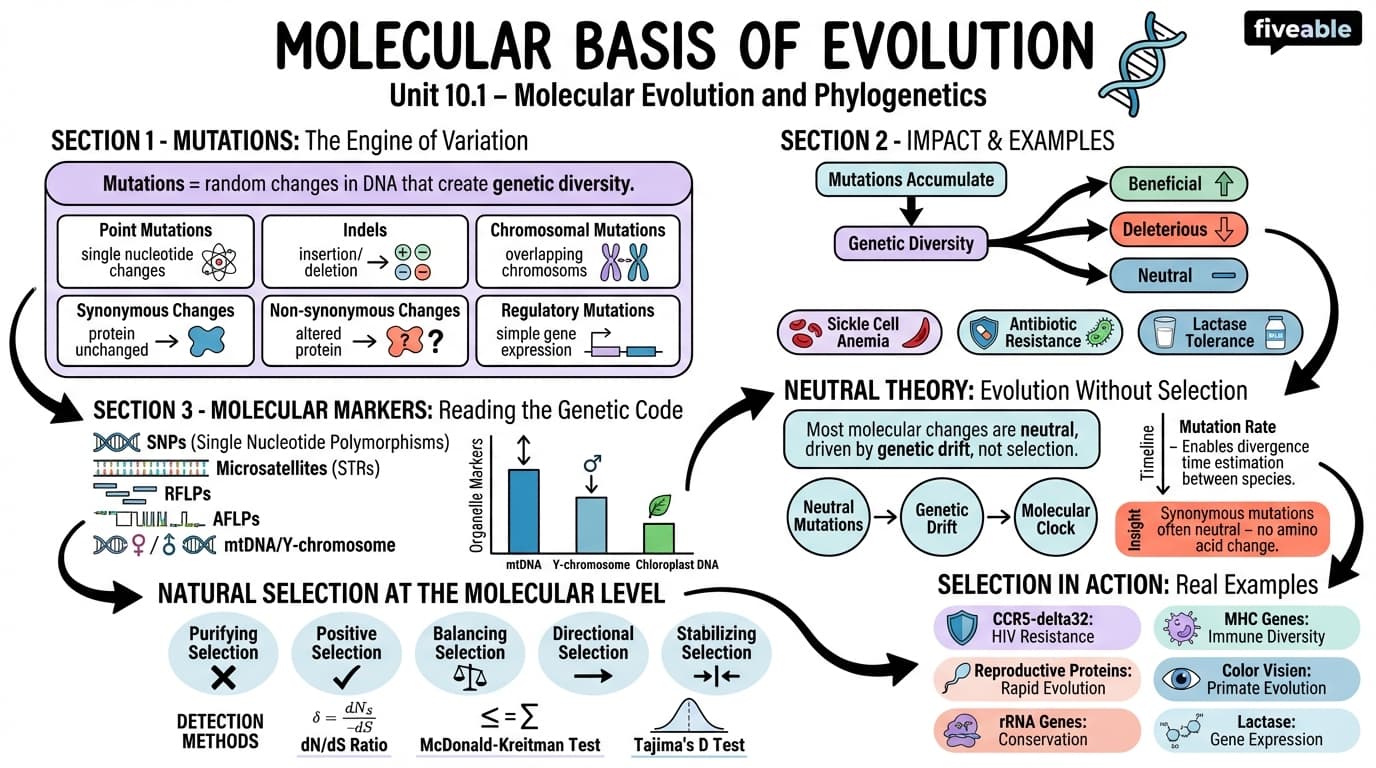 10.1 Molecular basis of evolution - Molecular Biology - Unit 10 visual cheatsheet