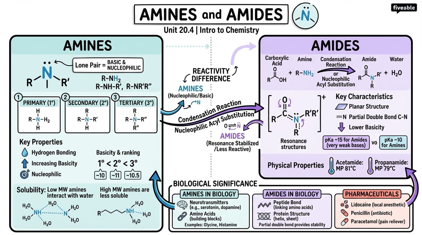 20.4 Amines and Amides - Intro to Chemistry - Unit 20 visual cheatsheet