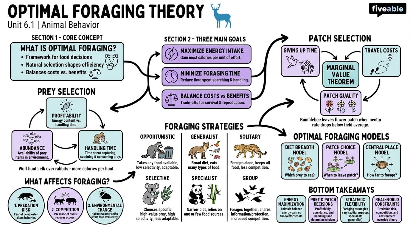 6.1 Optimal foraging theory - Animal Behavior - Unit 6 visual cheatsheet