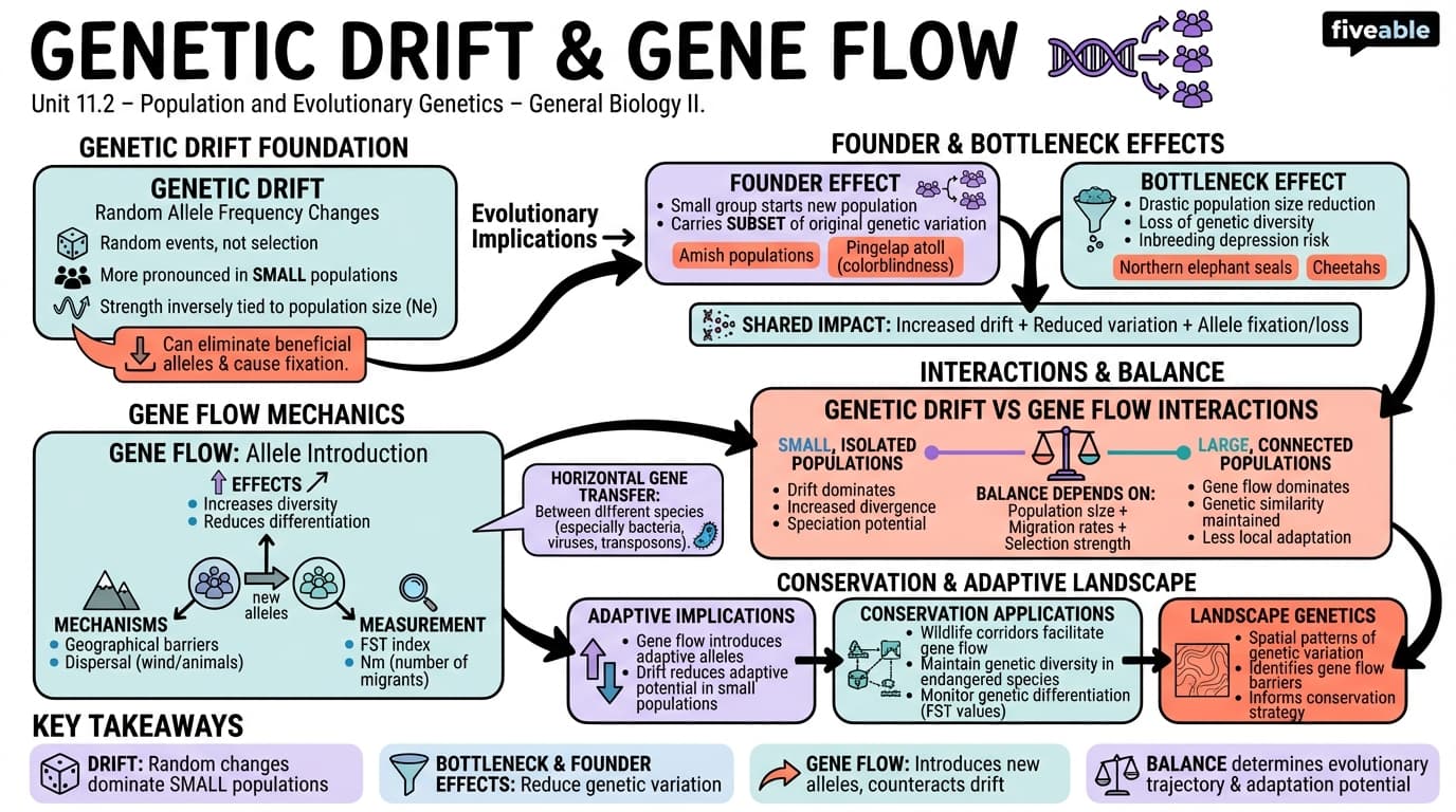 11.2 Genetic Drift and Gene Flow - General Biology II - Unit 11 visual cheatsheet