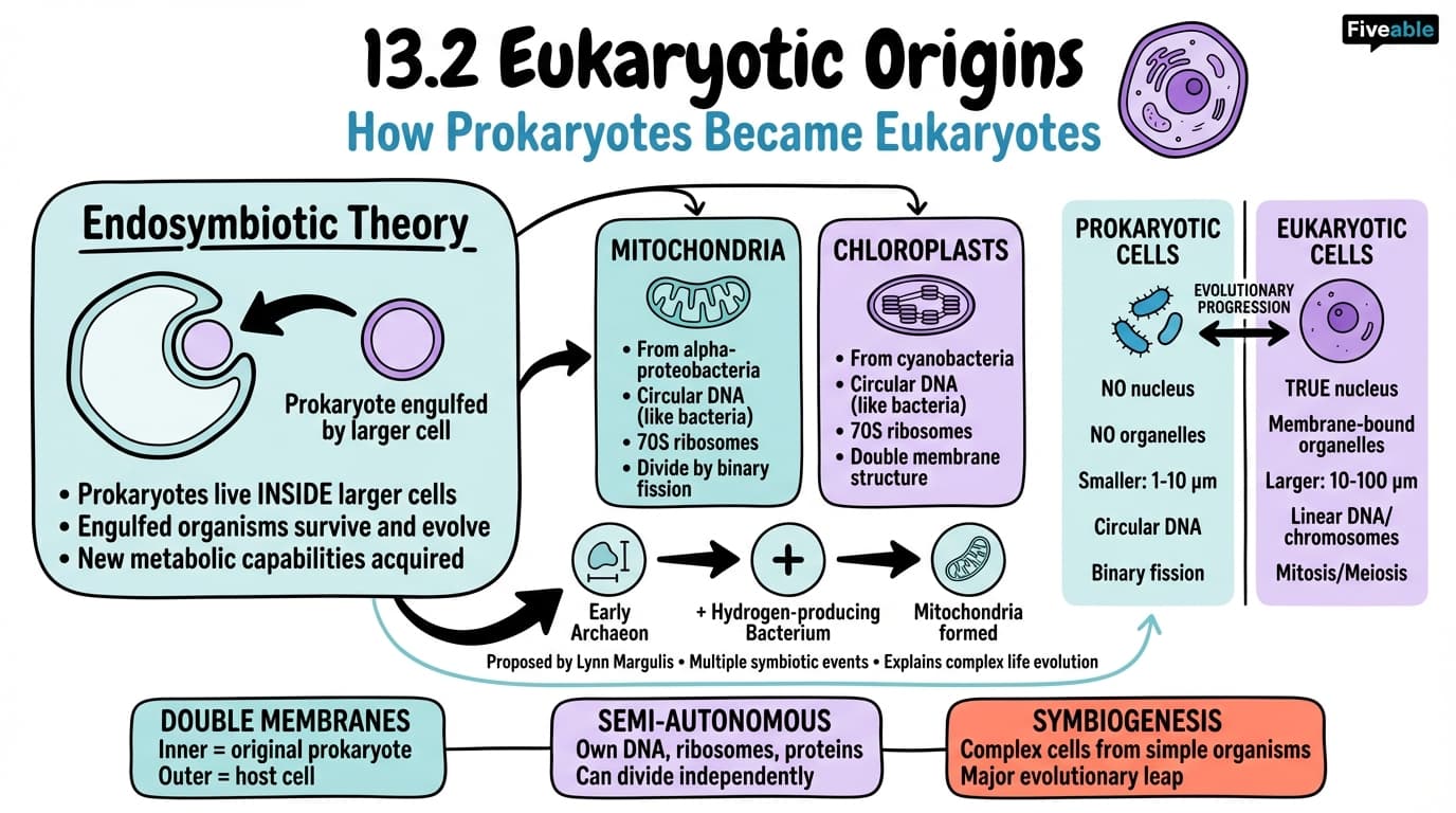13.2 Eukaryotic Origins - Biology for Non-STEM Majors - Unit 13 visual cheatsheet