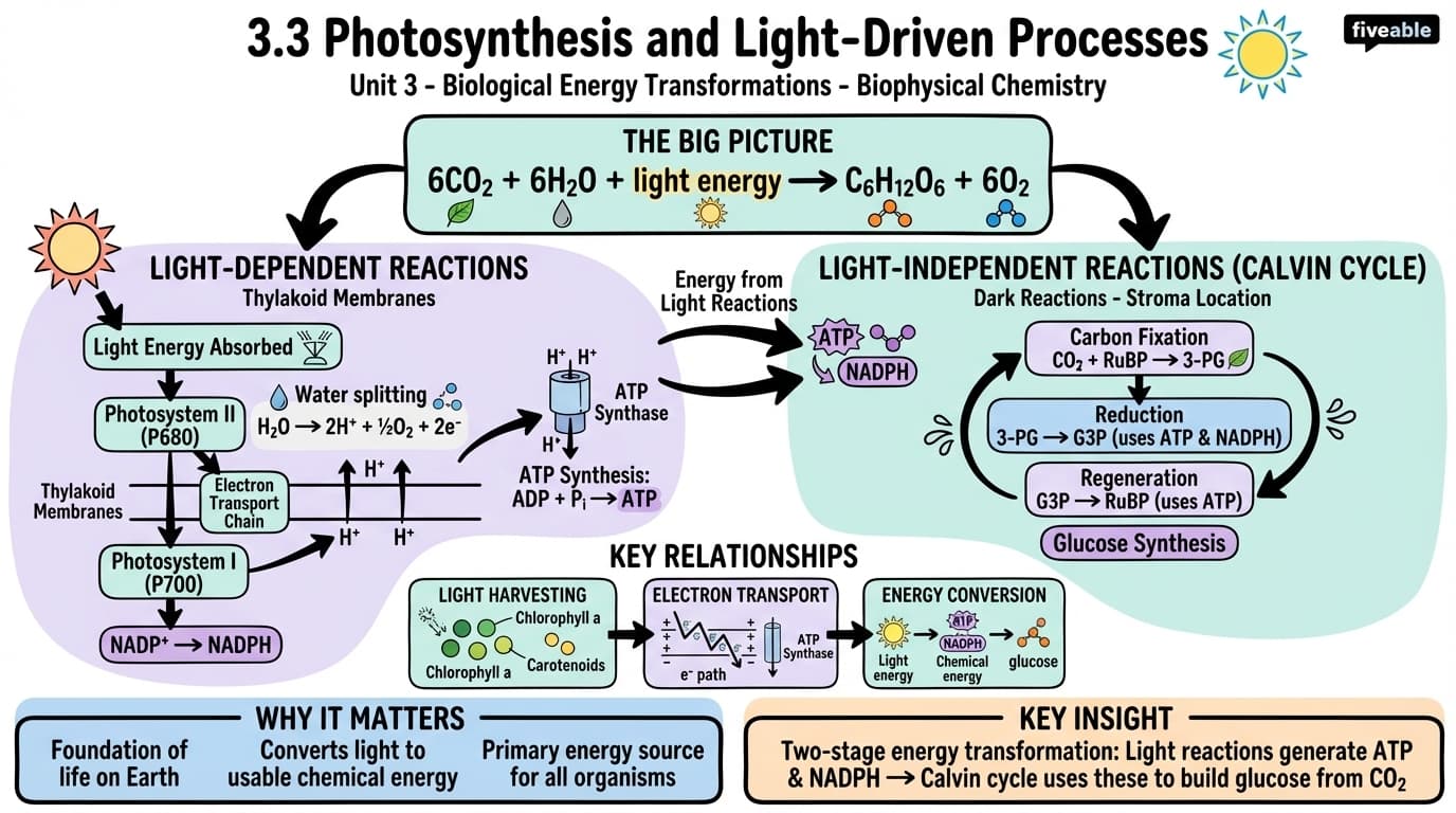 3.3 Photosynthesis and light-driven processes - Biophysical Chemistry - Unit 3 visual cheatsheet