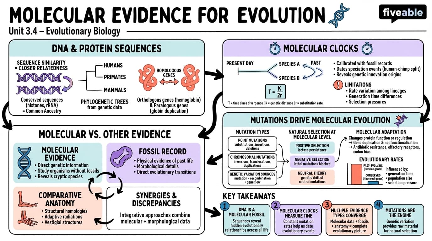 3.4 Molecular evidence for evolution - Evolutionary Biology - Unit 3 visual cheatsheet