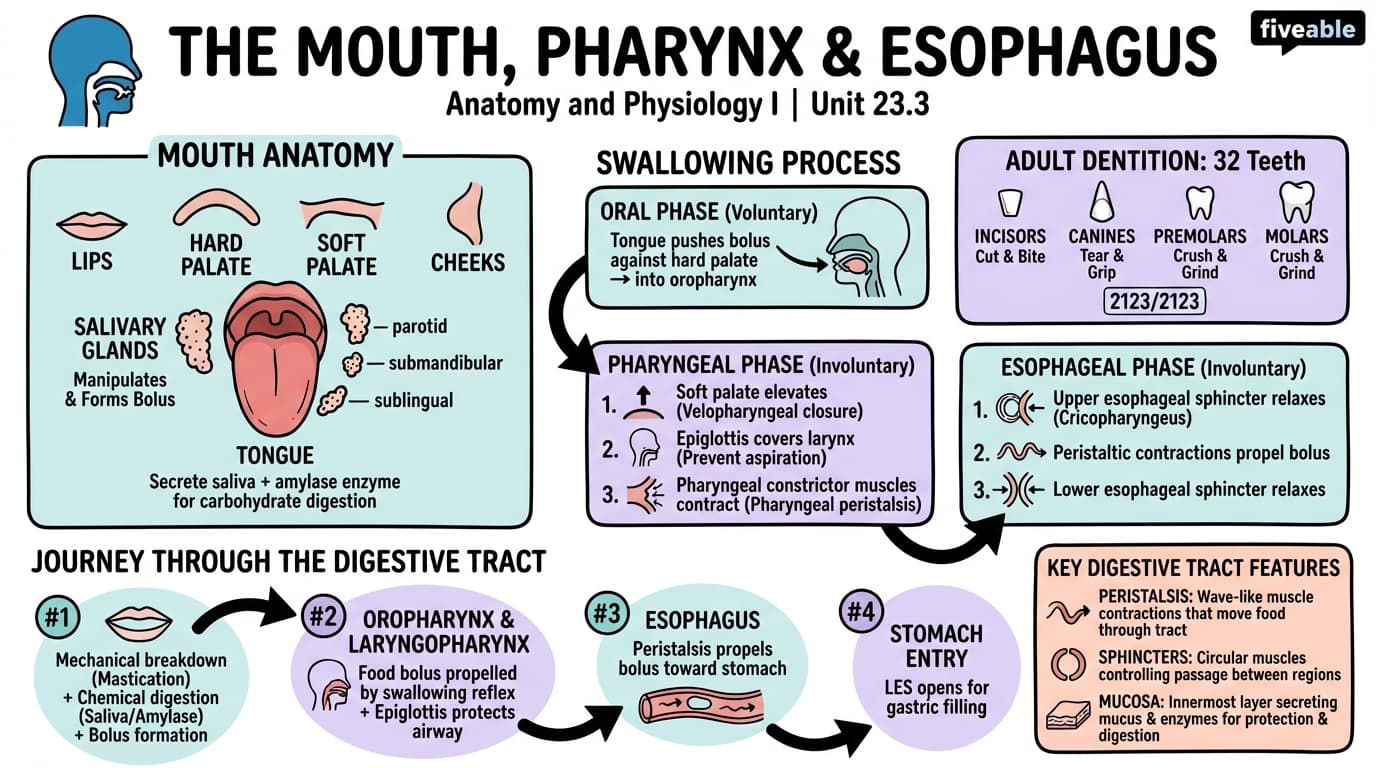 23.3 The Mouth, Pharynx, and Esophagus - Anatomy and Physiology I - Unit 23 visual cheatsheet