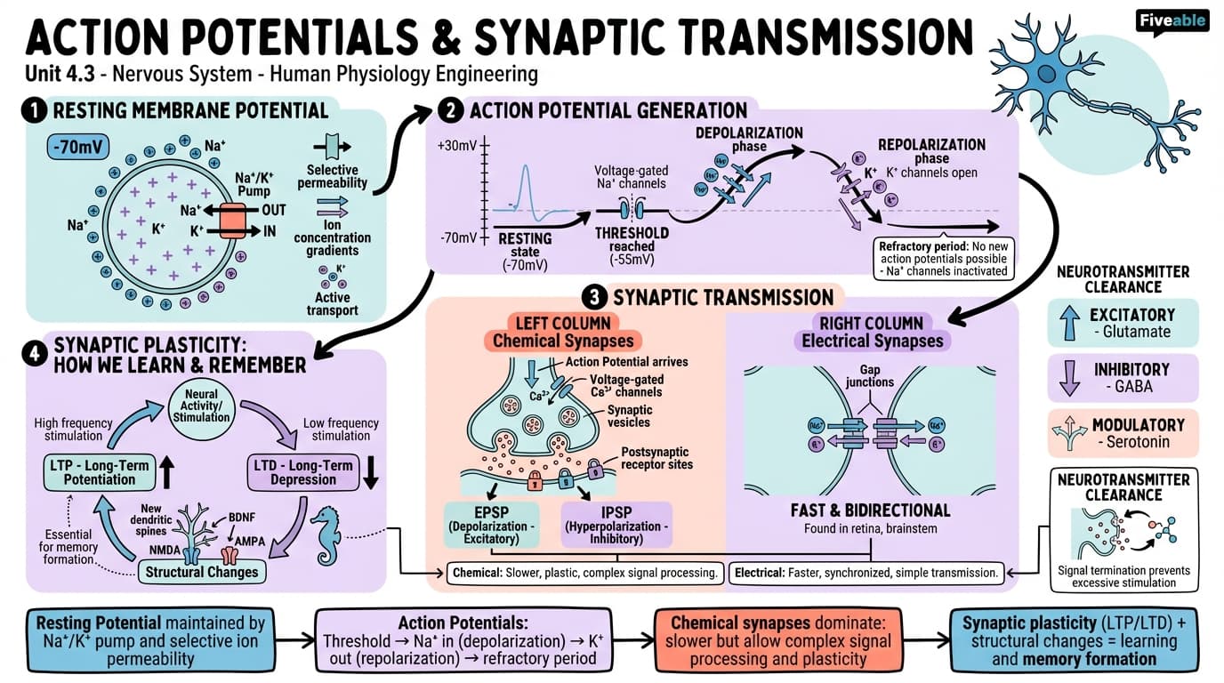 4.3 Action potentials and synaptic transmission - Human Physiology Engineering - Unit 4 visual cheatsheet