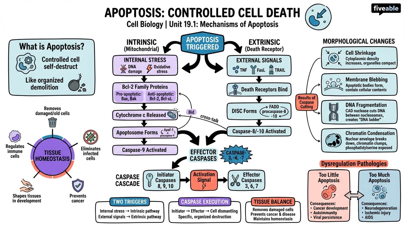19.1 Mechanisms of apoptosis - Cell Biology - Unit 19 visual cheatsheet