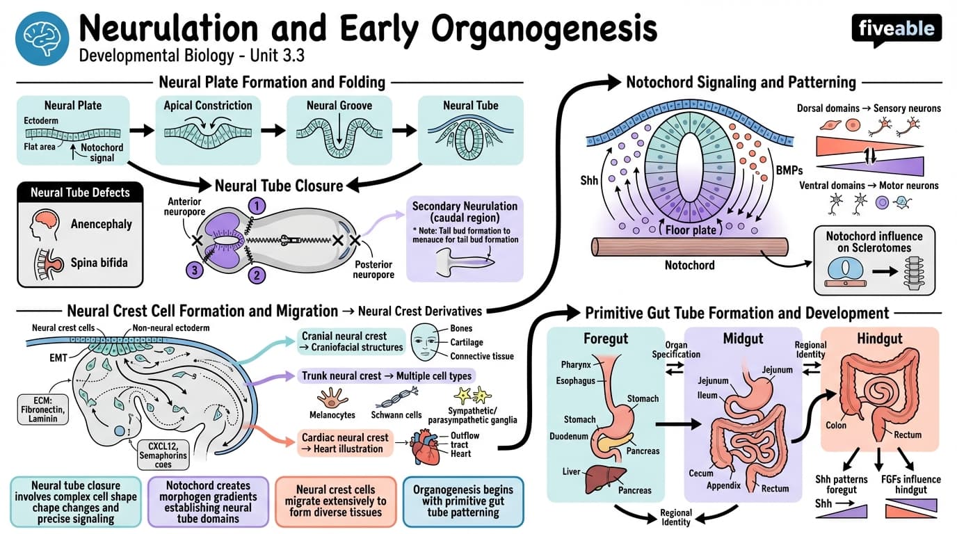 3.3 Neurulation and early organogenesis - Developmental Biology - Unit 3 visual cheatsheet