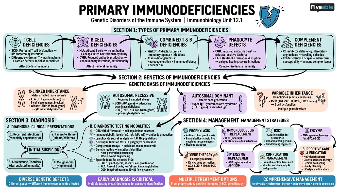 12.1 Primary immunodeficiencies - Immunobiology - Unit 12 visual cheatsheet