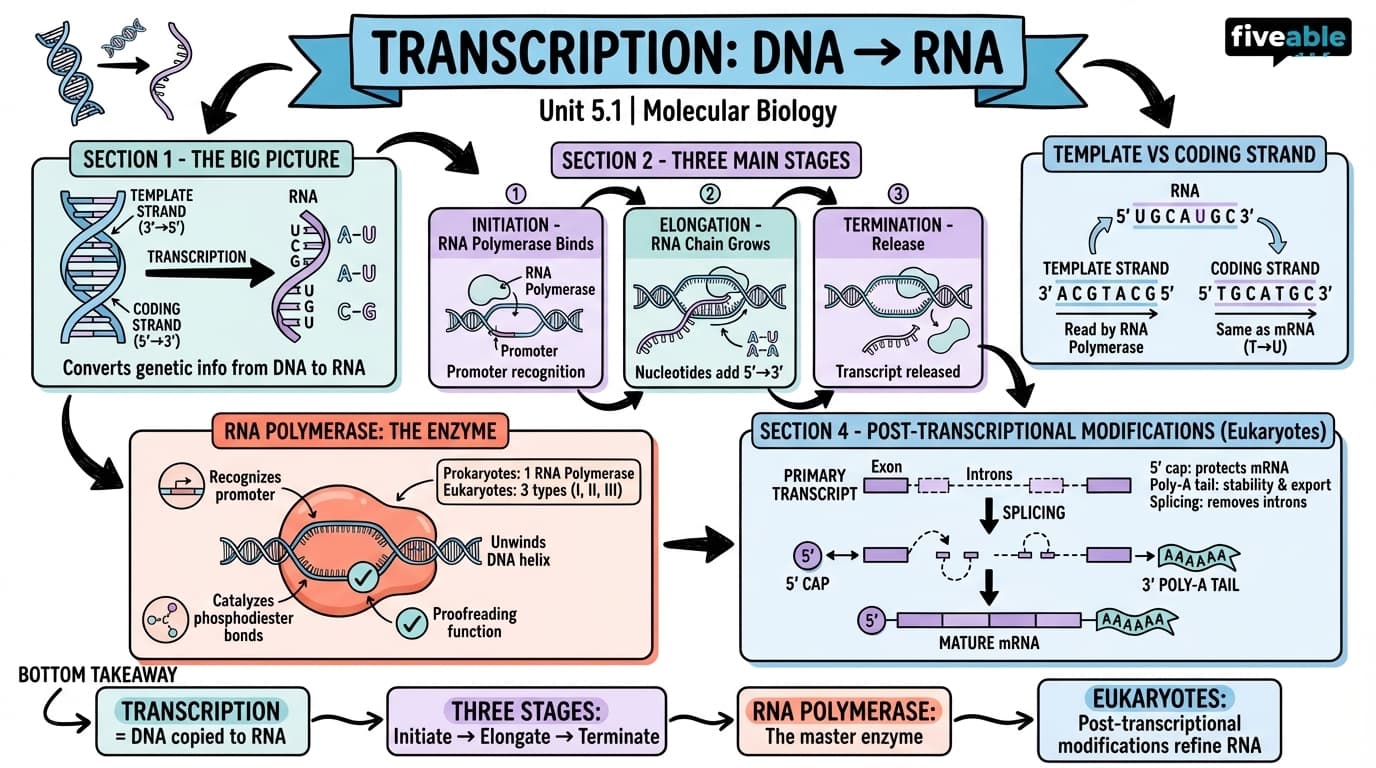 5.1 The process of transcription - Molecular Biology - Unit 5 visual cheatsheet