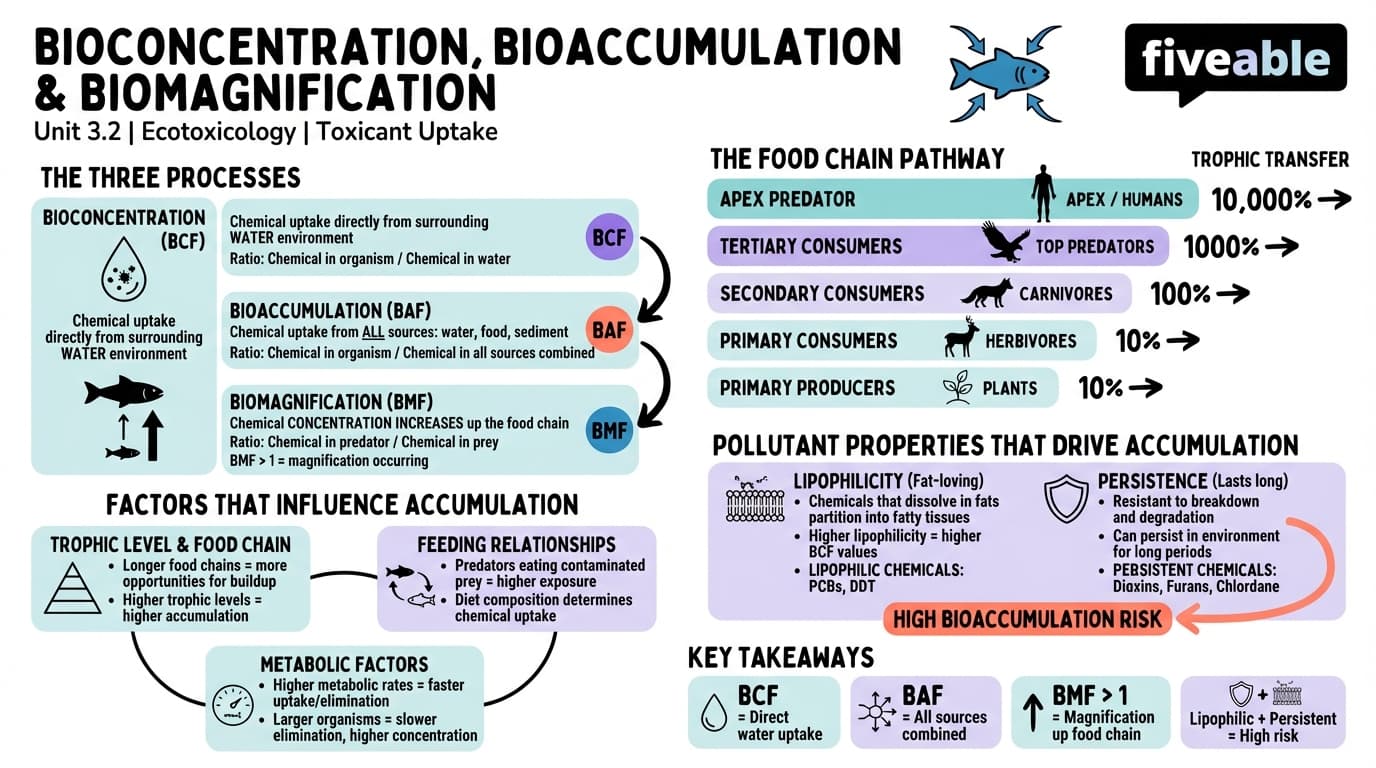 3.2 Bioconcentration, bioaccumulation, and biomagnification - Ecotoxicology - Unit 3 visual cheatsheet