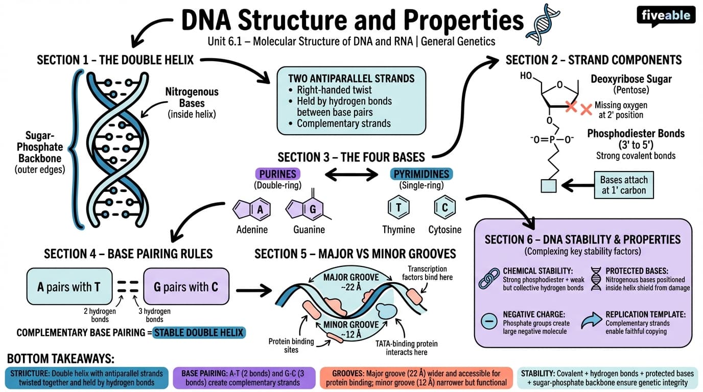 6.1 DNA Structure and Properties - General Genetics - Unit 6 visual cheatsheet
