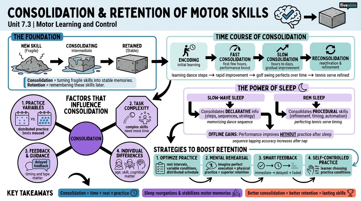 7.3 Consolidation and Retention of Motor Skills - Motor Learning and Control - Unit 7 visual cheatsheet