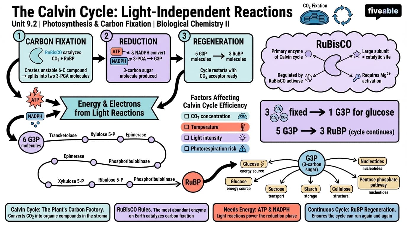 9.2 Light-independent reactions: Calvin cycle - Biological Chemistry II - Unit 9 visual cheatsheet