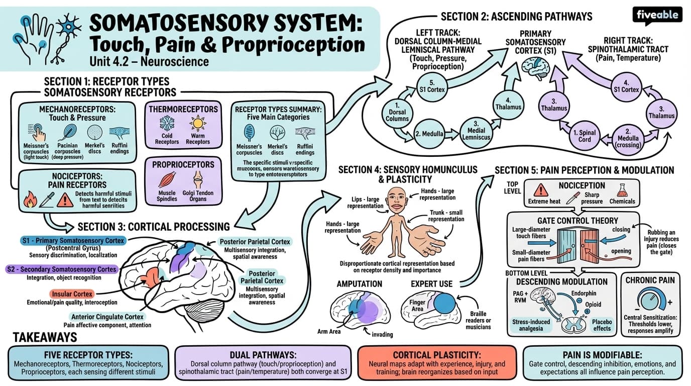 4.2 Somatosensory system: touch, pain, and proprioception - Neuroscience - Unit 4 visual cheatsheet