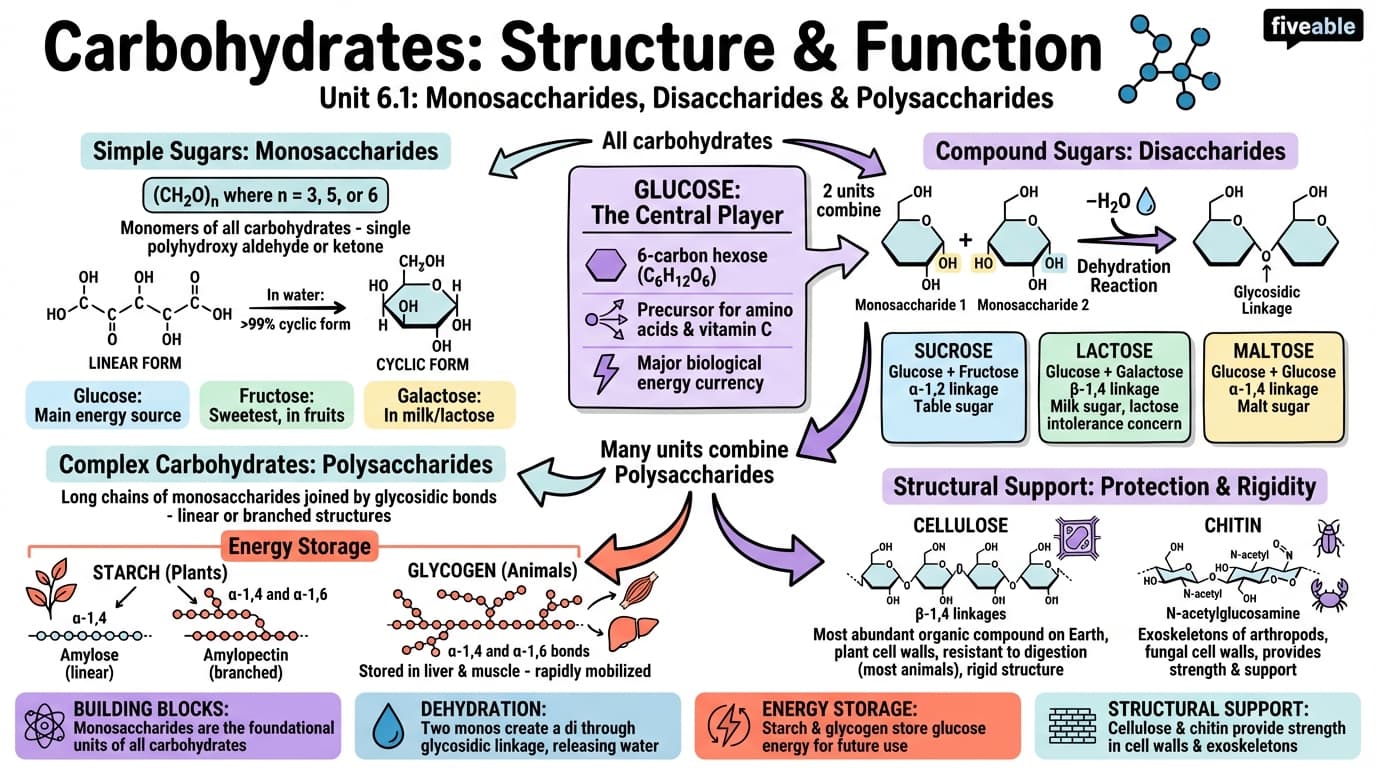 6.1 Monosaccharides, disaccharides, and polysaccharides - Biological Chemistry I - Unit 6 visual cheatsheet