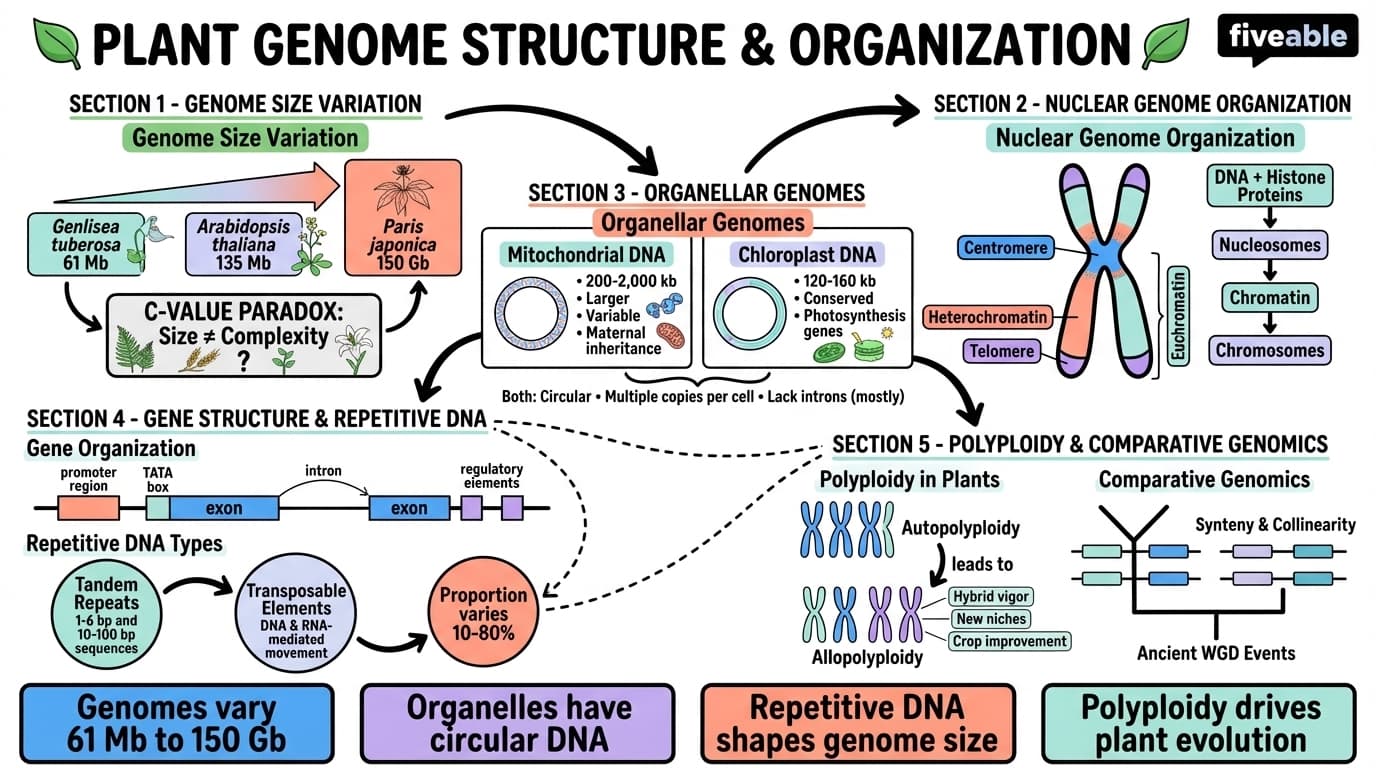 3.3 Plant genome structure and organization - Intro to Botany - Unit 3 visual cheatsheet