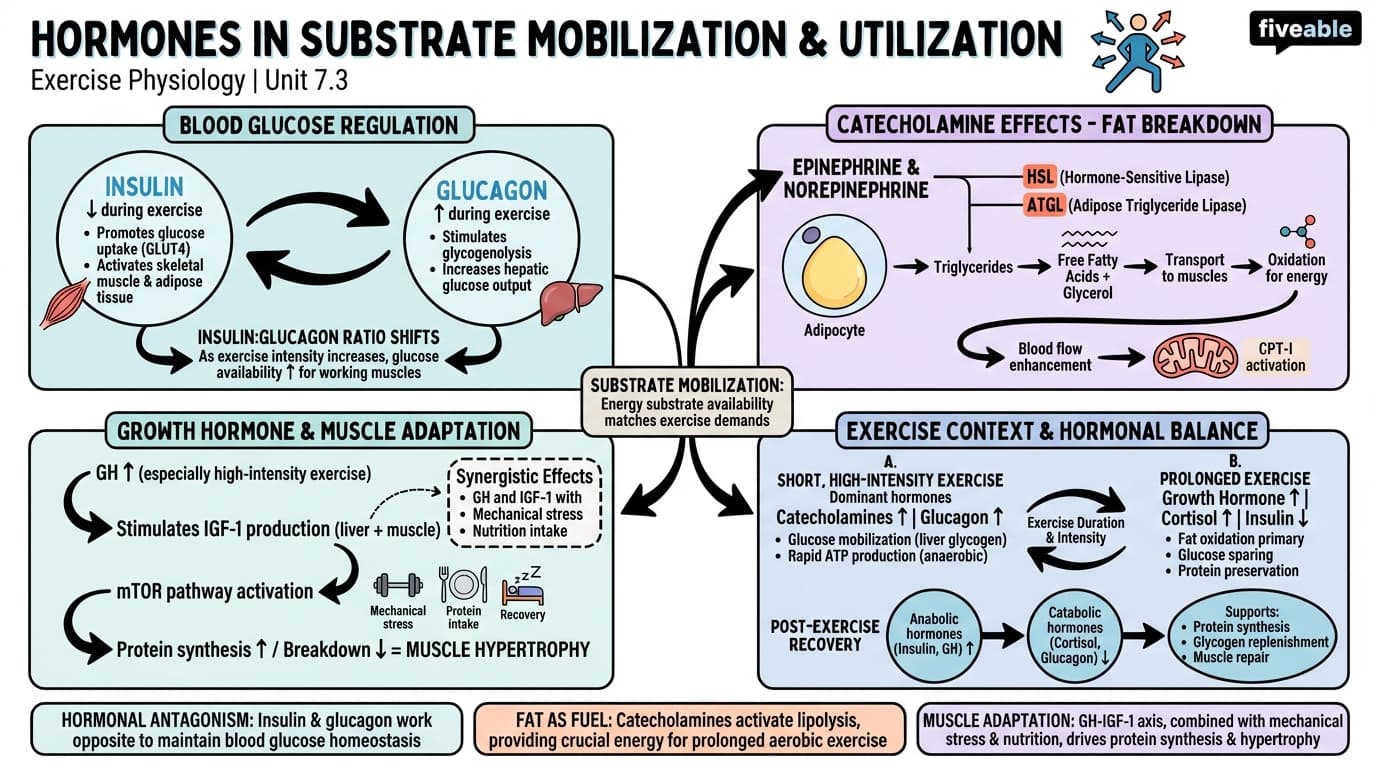 7.3 Role of hormones in substrate mobilization and utilization - Exercise Physiology - Unit 7 visual cheatsheet