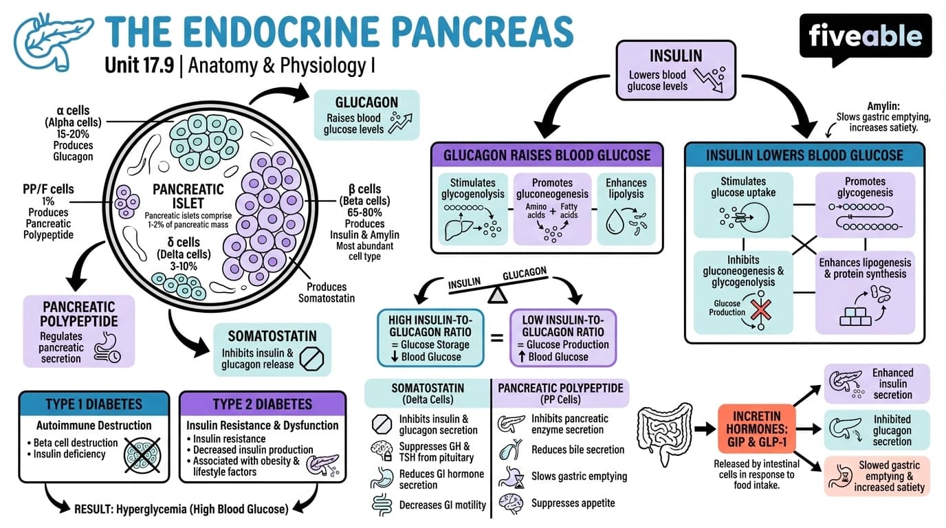 17.9 The Endocrine Pancreas - Anatomy and Physiology I - Unit 17 visual cheatsheet