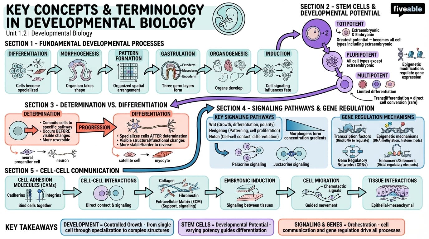 1.2 Key concepts and terminology in developmental biology - Developmental Biology - Unit 1 visual cheatsheet