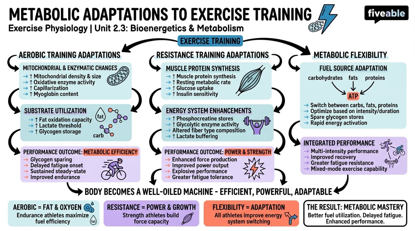 2.3 Metabolic adaptations to exercise training - Exercise Physiology - Unit 2 visual cheatsheet