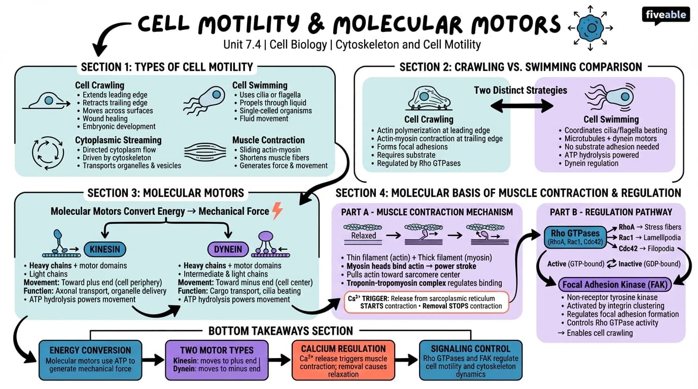 7.4 Cell motility and molecular motors - Cell Biology - Unit 7 visual cheatsheet