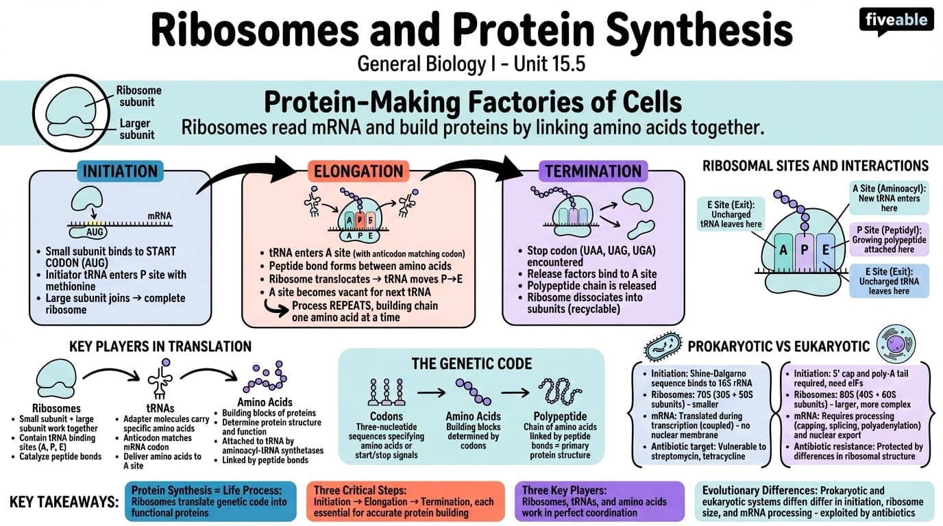 15.5 Ribosomes and Protein Synthesis - General Biology I - Unit 15 visual cheatsheet