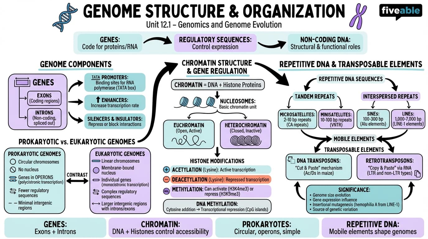 12.1 Genome Structure and Organization - General Genetics - Unit 12 visual cheatsheet