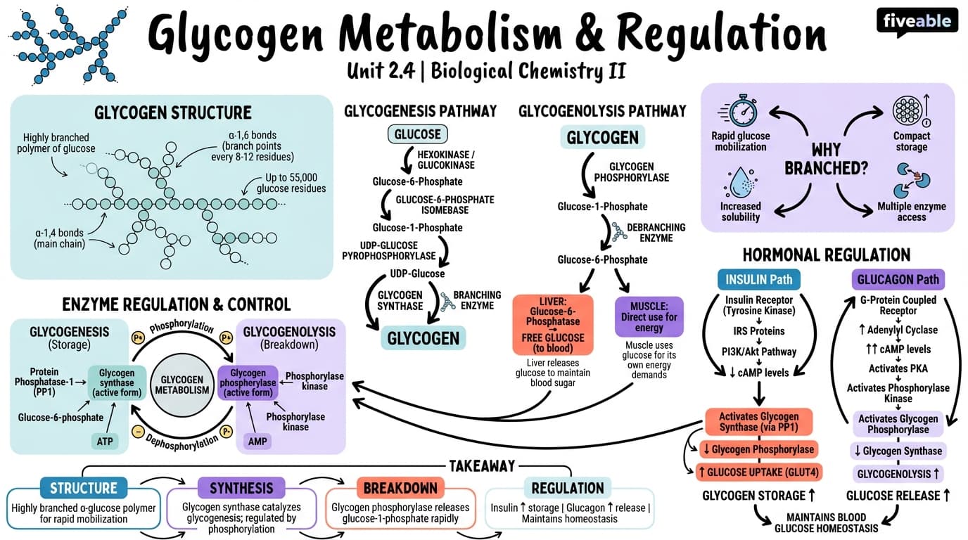 2.4 Glycogen metabolism and regulation - Biological Chemistry II - Unit 2 visual cheatsheet